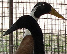 Indian Runner Duck Page Link
